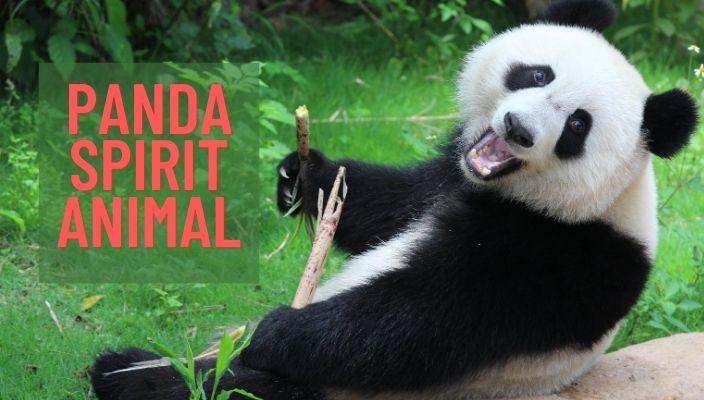 Panda Spirit Animal Meaning and Symbolism | Panda Spirit Totem