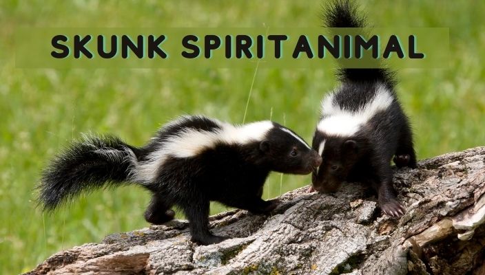 Skunk Spirit Animal Meaning and Symbolism | Skunk Spirit Totem