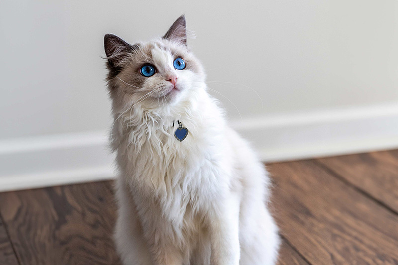 8 Cat Breeds That Get Along With Dogs - Cool Astro