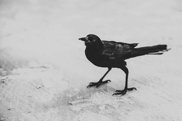 Biblical Meaning of a Crow 